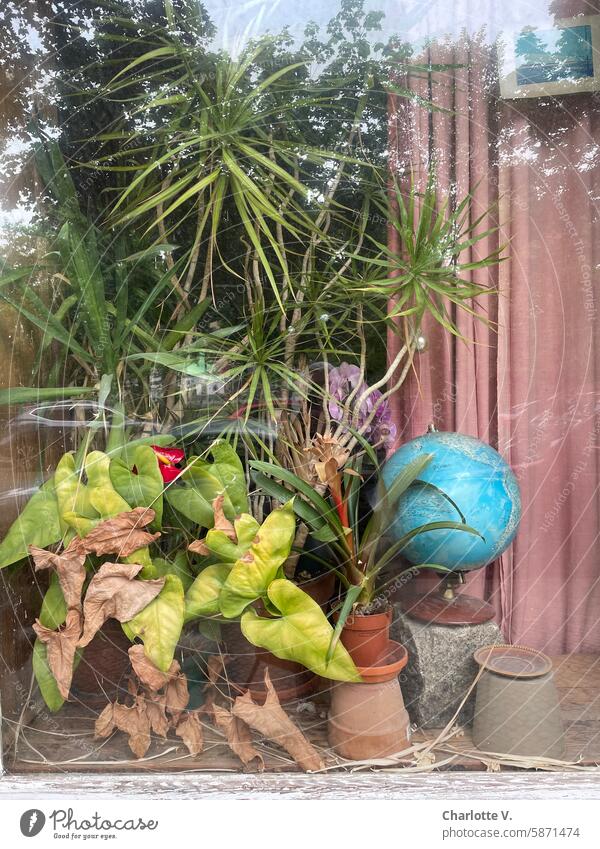 Behind German windows I Neglected potted plants with a globe behind a window pane glimpses Window Window pane Potted plants Globe Shriveled neglected Drape