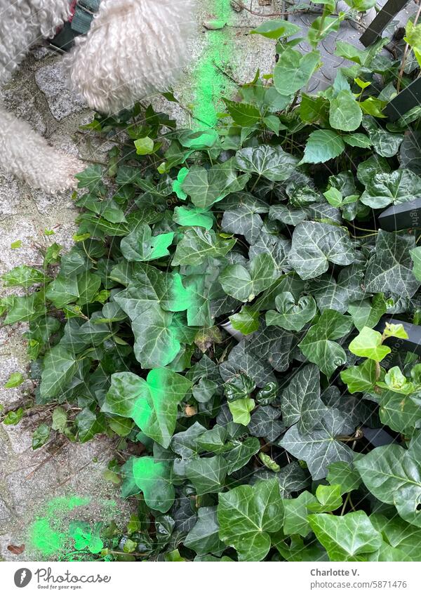 Sprayed I Ivy with a green stripe from a spray can, top left the curly head of a dog Green Plant leaves ivy leaves sprayed Bird's-eye view Nature Environment
