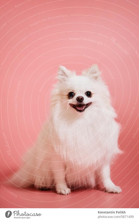 Cute White Pomeranian Puppy on Pink Background dog pet care groom Spitz look at camera pink sit fluffy white fur hair long beauty female girl pamper happy cute