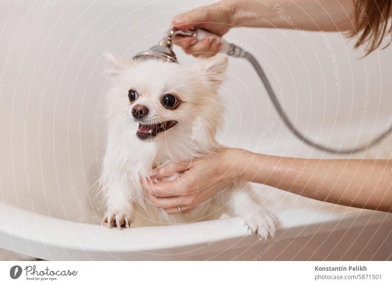 Unrecognizable Woman Washing Cute Dog Enjoying Bath dog pet care groom salon Pomeranian Spitz bath wash clean look at camera sit woman fluffy white fur hair