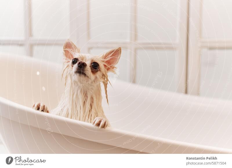 Cute Puppy Washing in Bathtub at Grooming Studio dog pet care groom salon Pomeranian Spitz bath wash clean look at camera wet white beauty pamper water shampoo