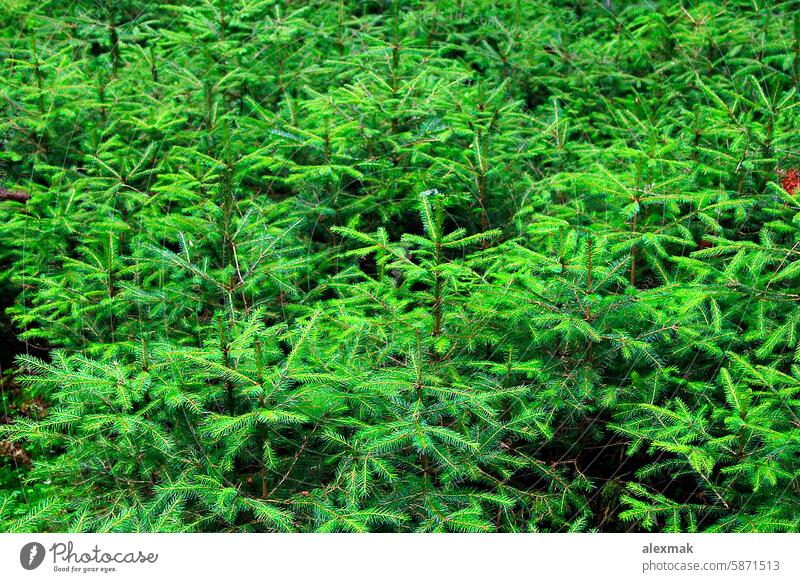 Green young fur-trees in dense forest spruce pine slender slim mountain hill branch wood Carpathian needle green leaf trunk mountainous bush locality place