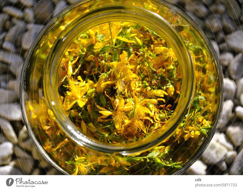 concentrated sun in a glass | collect golden yellow St. John's wort blossoms. St. Johns Wort Yellow Medicinal plant Healthy Alternative medicine Flower