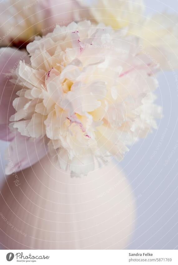 Peony - Blossom in a vase Pink Spring Flower Nature Blossoming Colour photo Delicate Plant Spring fever Esthetic naturally White