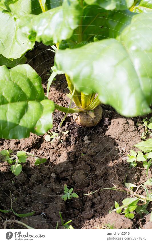 Yellow beets photographed from above yellow beetroot prate acre organic Vegetable Nature Food Vegetarian diet Healthy Harvest Fresh Gardening naturally Vitamin