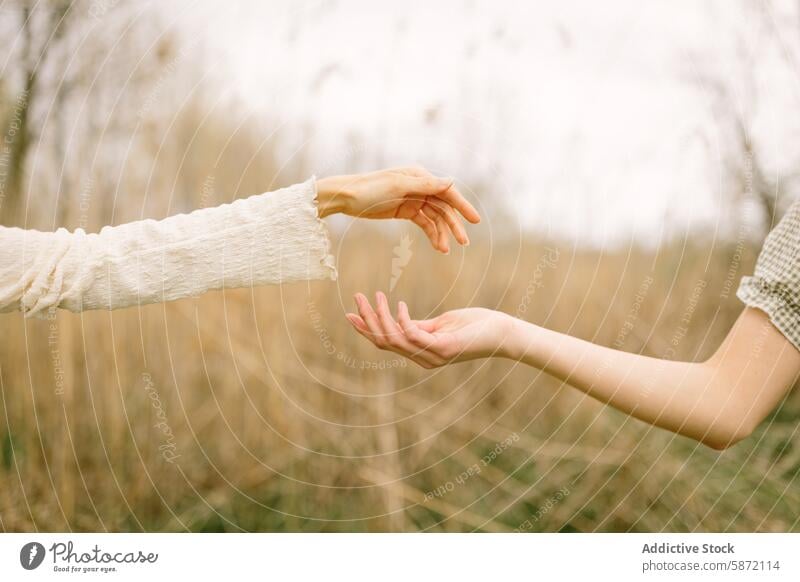 Gentle connection between anonymous friends in a serene woodland friendship hand unrecognizable nature touch serenity tranquility peace outdoor gentle woman