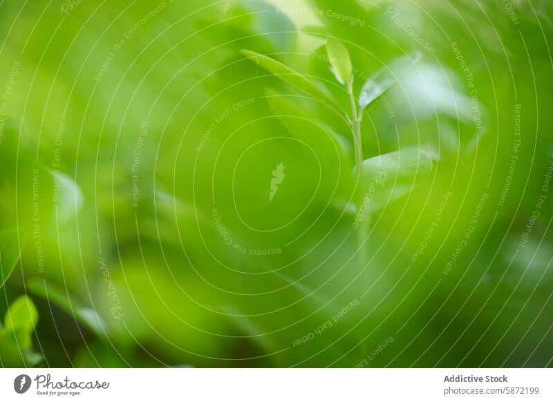 Vibrant green leaves in soft focus with natural light leaf nature plant macro close-up blur vibrant fresh growth detail spring foliage organic garden