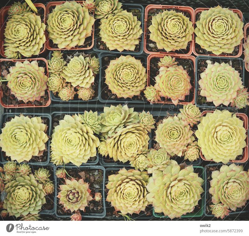 Cactus kindergarten cacti cactuses family Many plan Long shot Botany Close-up Exotic Succulent plants plant world flower boxes Growth botanical