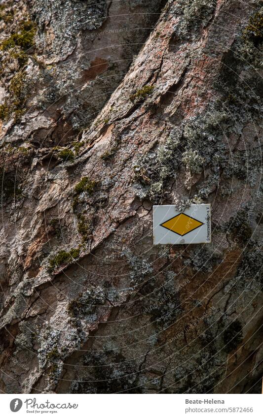 Which way? Road marking Tree bark hiking sign Nature Tree trunk Forest Detail diamond Yellow Brown Environment Structures and shapes Colour photo