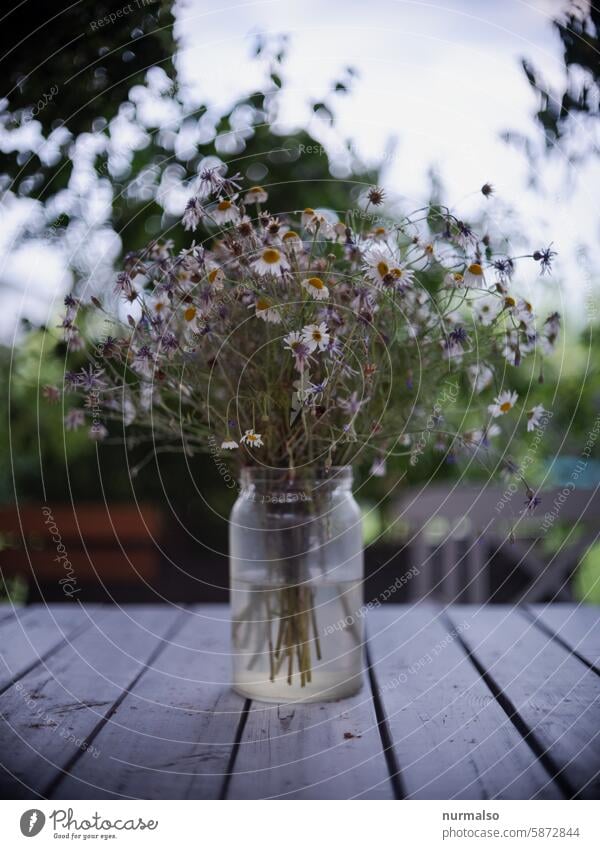 Summer greetings for Advent flowers Vase Chamomile Dry Ostrich Bouquet Table out Garden Nature Gift pretty Still Life Transience