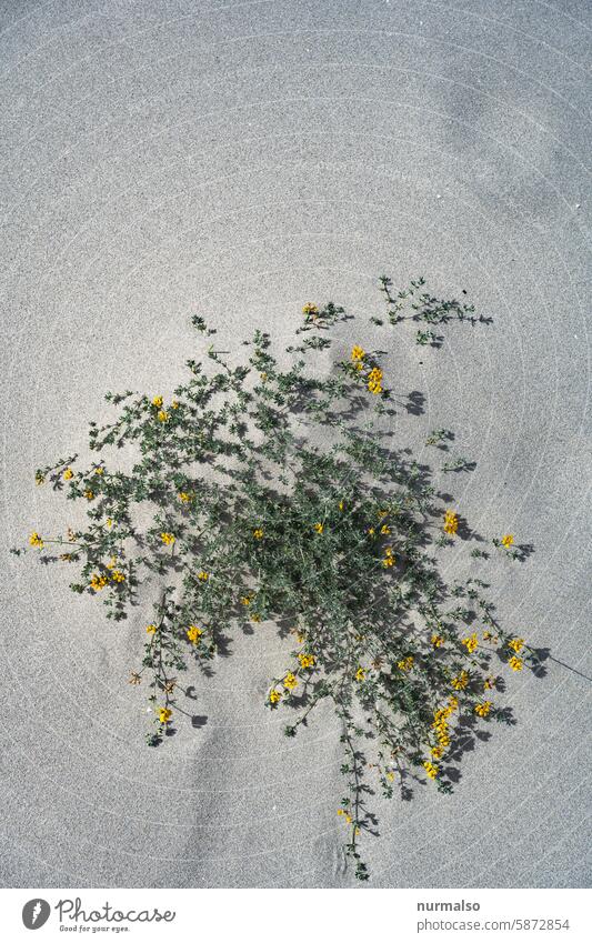 Flowers in the desert Grown Beach Beach flower Mediterranean sea Dry Sand Yellow stage Sardinia vacation somme pretty Nature coastal protection salt water