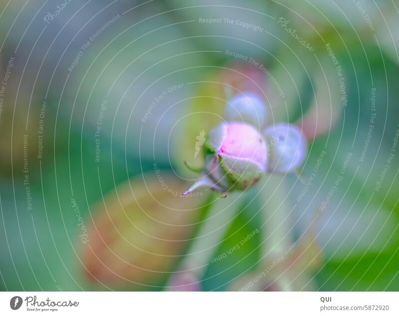 Mouse bud pink Rosebud Figure wittily pastel Plant Flower Blossom Garden Spring Summer Pink Green variegated Mouse ears Blossom leave pretty Fragrance naturally