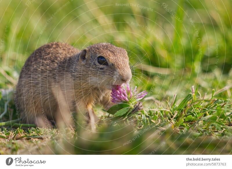 Squirrel with clover blossom Marmot Rodent Animal Cute Nature Wild animal Exterior shot Deserted Colour photo Animal face Meadow Clover Clover blossom