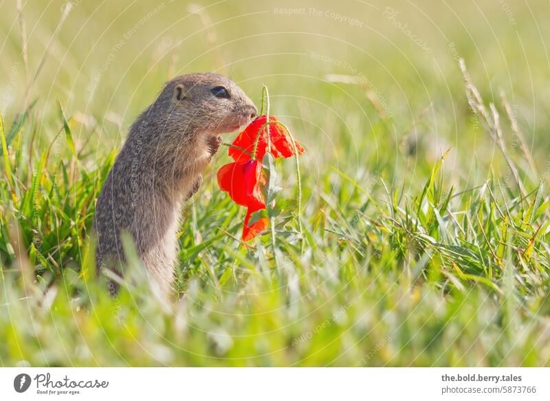 Ground squirrel with poppy blossom Marmot Rodent Animal Cute Nature Wild animal Exterior shot Deserted Colour photo Meadow Observe poppy flower