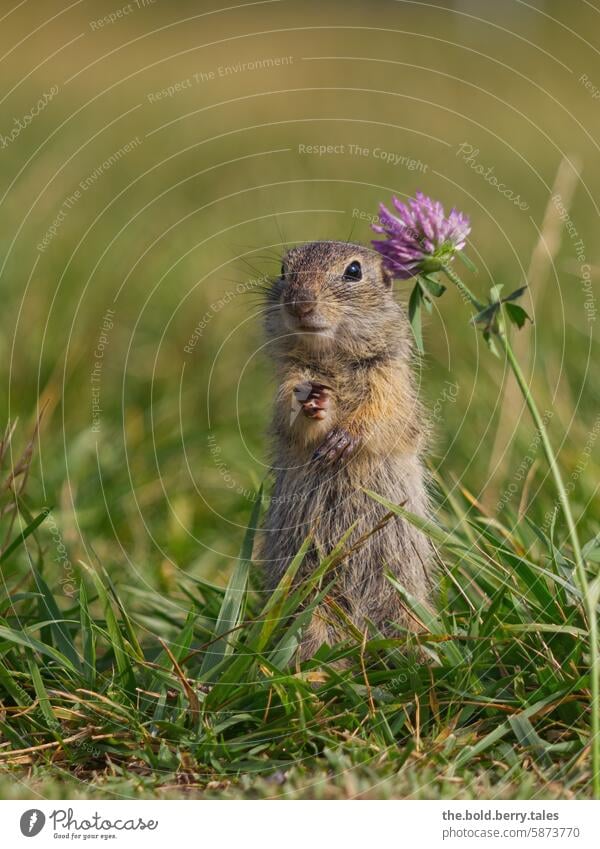 Squirrel with clover blossom Marmot Rodent Animal Cute Nature Wild animal Exterior shot Animal portrait Deserted Colour photo Animal face Meadow Clover