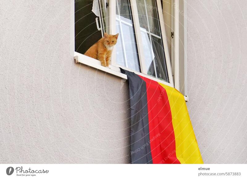 A German flag hangs from an open window with a cat Foot ball football fan black-red-gold EM WORLD CUP Cat UEFA European Championship World Cup Window Blog