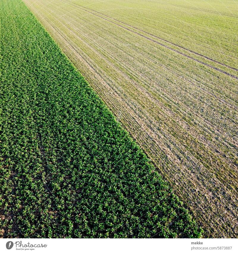 Natural contrast in green Field acre Agriculture Grain Spring Ground Winter scantily youthful wax Fresh seeded Green Nutrition Agricultural crop Environment