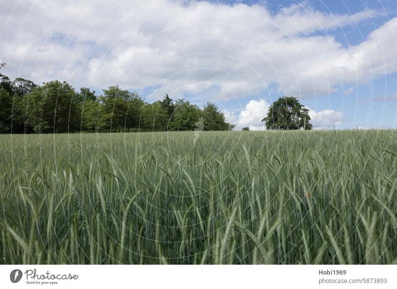 view over a field planted with grain Grain Field Plant Feed food food products Farmer peasant Agriculture Wheat agriculturally Landscape acre spike Green Meadow