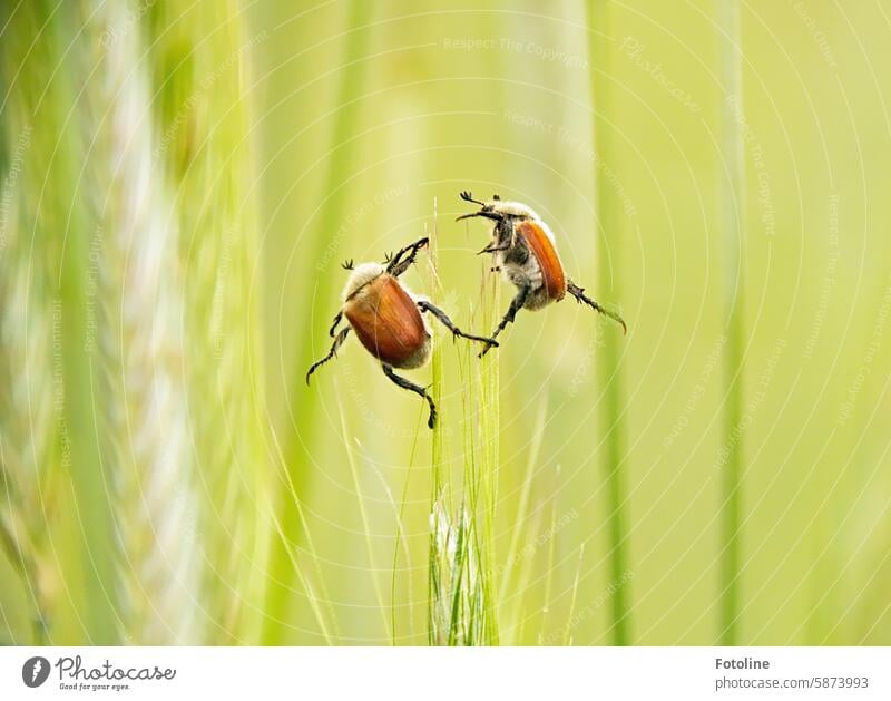 I'll throw out a few pictures anyway - my feelings are acrobatic, just like these 2 June bugs hoping to mate. Beetle Insect Nature Animal Close-up