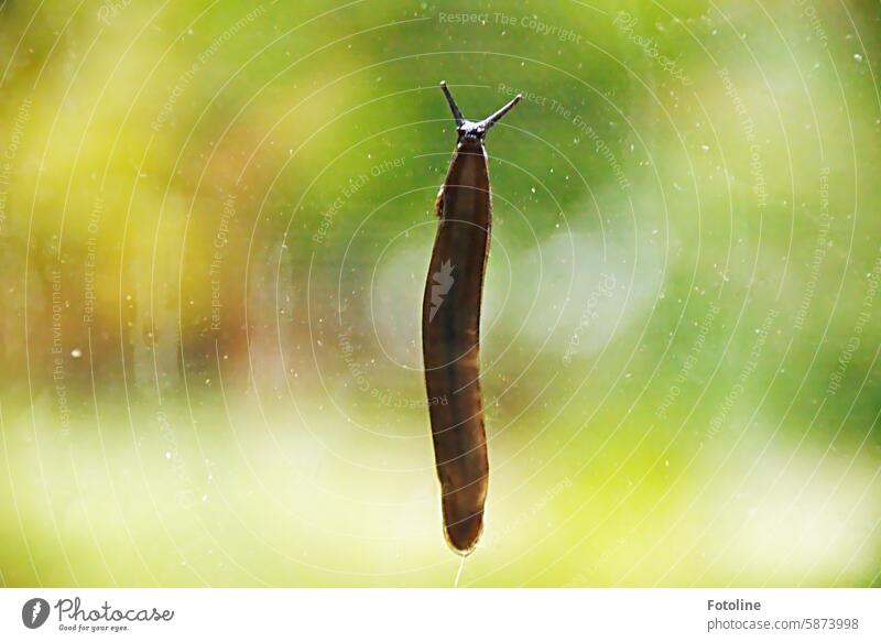 The slug crawling up a window pane somehow looks like an alien. Slug Crumpet Animal Slimy Slowly Feeler Mucus Brown Mollusk Window pane Green creep Close-up