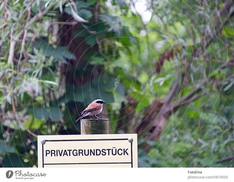 Small bird on his private property. Bird Nature Animal Wild animal Beak Feather Close-up animal world Ornithology songbird sign Signage Green Brown Tree leaves