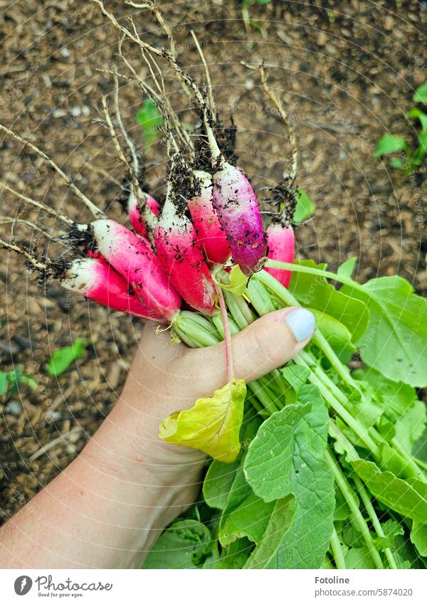 My first radishes from my new raised bed. Well, that was worth it and they were delicious! Hmmmmmm! Radish Vegetable Food Organic produce Fresh Nutrition