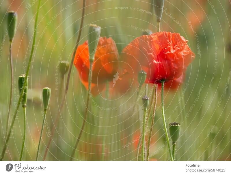 Happy Mo(h)ntag! Poppy Blossom Flower Red Summer Plant Poppy blossom Corn poppy Field Poppy field Shallow depth of field heyday Blossoming poppy seed capsules