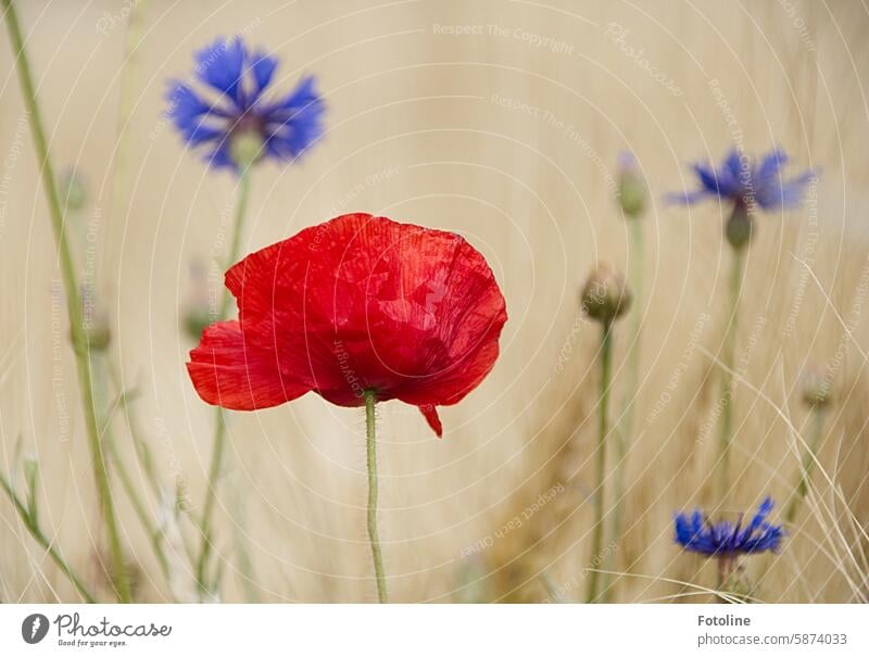 Mo(h)ntagsfoto - The poppy looks at the cornflowers and wonders how much they have drunk again to be so blue. Poppy Blossom Flower Red Summer Plant