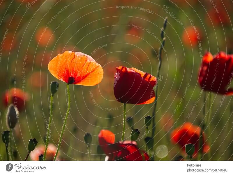 Mo(h)ntagsfoto - A poppy flower bathes in the sun Poppy Blossom Flower Red Summer Plant Poppy blossom Colour photo Field Shallow depth of field Blossoming