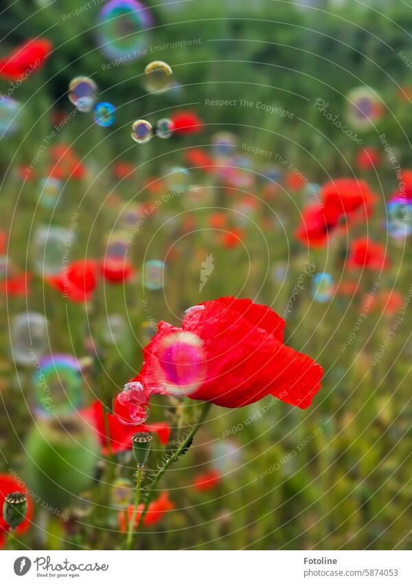 Soap bubbles drift through a poppy field and compete with the poppy flowers in a beauty contest. Poppy Blossom Flower Red Summer Plant Poppy blossom Corn poppy