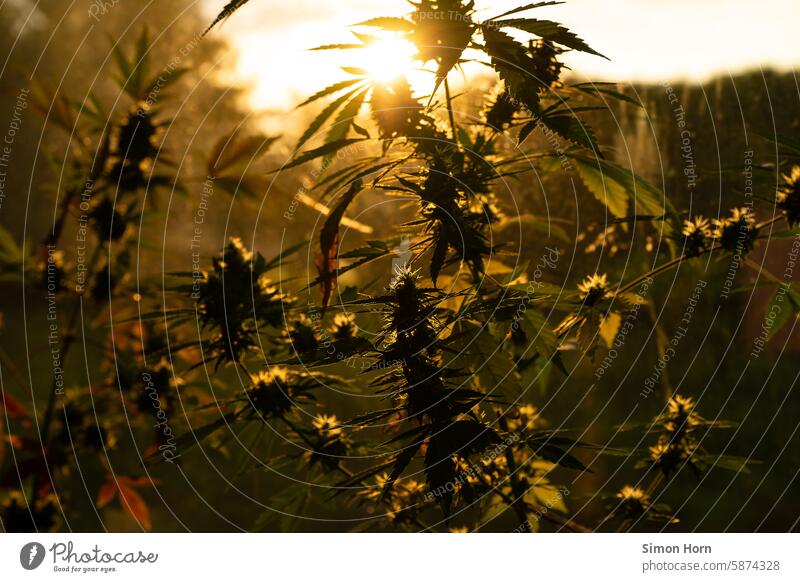 Cannabis plant backlit by the sun Sunrise Marijuana Sunbeam Back-light Mood lighting legalization narcotic Hemp legalize Grass Plant