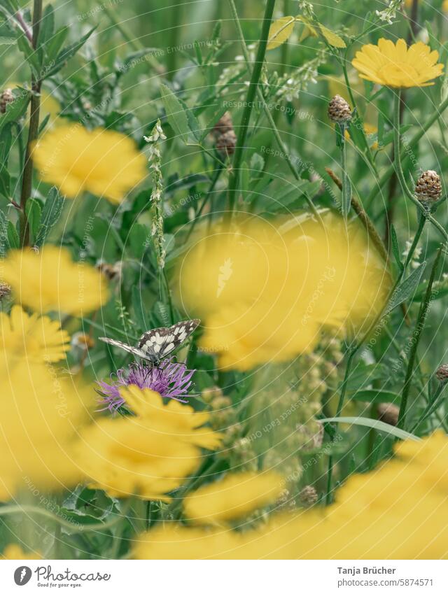 Butterfly framed by yellow flowers Flower meadow Yellow right in the middle between them on the meadow Meadow Nature Summer Pattern Easy Grand piano Ease Insect