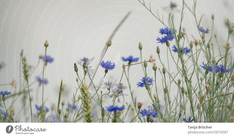 Cornflower meadow cornflowers Flower meadow Cornfield Grain field field flower Meadow flower blooming wild flowers colourful vibrant colours native wild plants