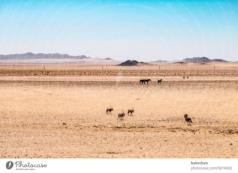 infinity Wild horses Horse Free Sand Desert Africa Namibia Exterior shot Far-off places Wanderlust Longing Colour photo Loneliness Adventure Landscape