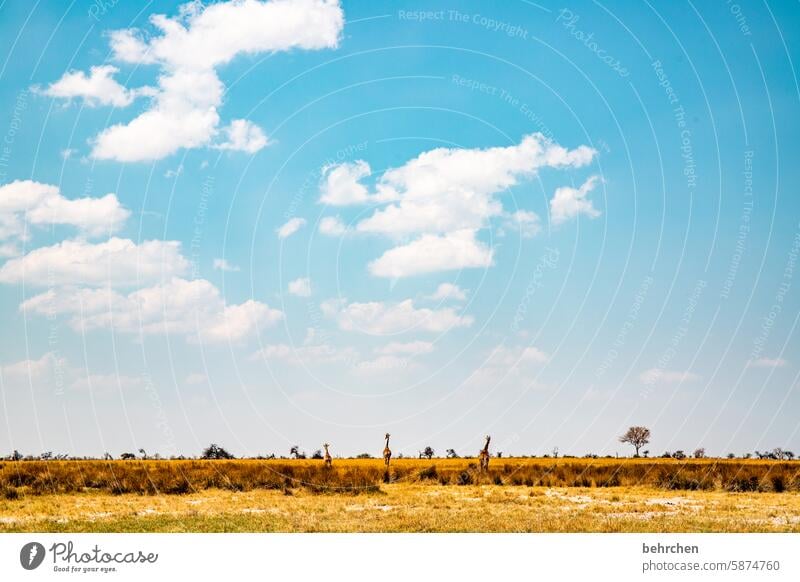 jutting etosha national park Etosha Wild Africa Namibia Exterior shot Far-off places Wanderlust Colour photo Freedom especially Vacation & Travel Landscape