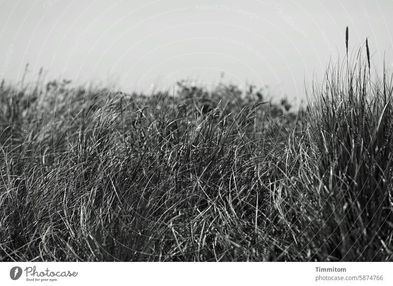 Lots of dune grass Marram grass stalks Near lines Nature Plant naturally Contrast Black & white photo Deserted Close-up Sky Denmark