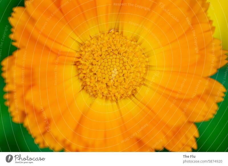 Marigold - Calendula calendula Orange Flower blossom Summer Blossom Garden Close-up Detail Nature Exterior shot Plant Deserted pretty Colour photo Spring Green