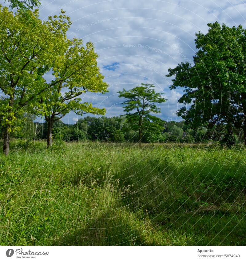 The little tree dreams ... of growing up. Landscape trees little trees Small grow up come of age adult Flourish Park Green Sky Nature Blue Clouds Shadow