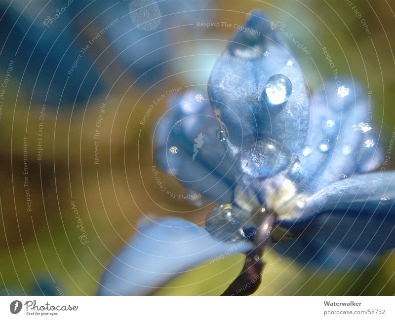 rainflower blue Flower Delicate Blossom Rope Macro (Extreme close-up) Blue Rain Drops of water