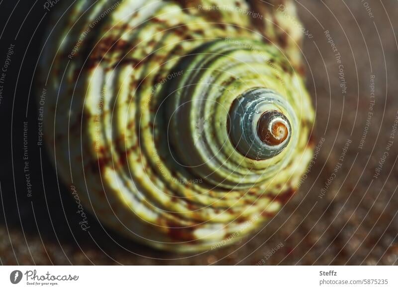 snail shell Mussel Snail shell Mussel shell Shell spiral Round Flotsam and jetsam Discovery Sea mussel snail shelter spiral shape spirally Maritime Warm colour