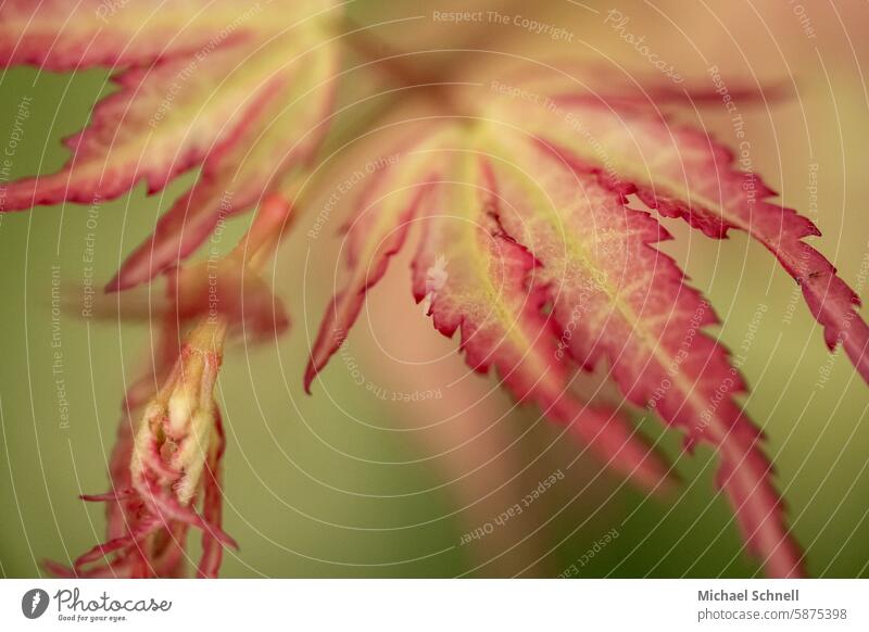 Yellow-red leaves of a shrub yellow-red naturally Nature Red Plant Green Close-up Garden Colour photo Exterior shot Deserted Leaf pretty Day Blossom Environment