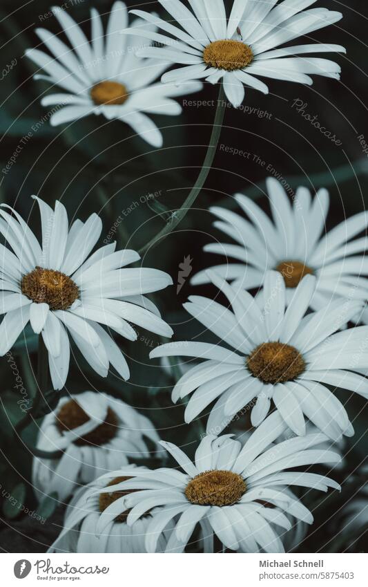 daisies Wild plant Meadow flower Environment wild flowers Summery Shallow depth of field Blossoming marguerites Colour photo Nature Flower Plant White Spring