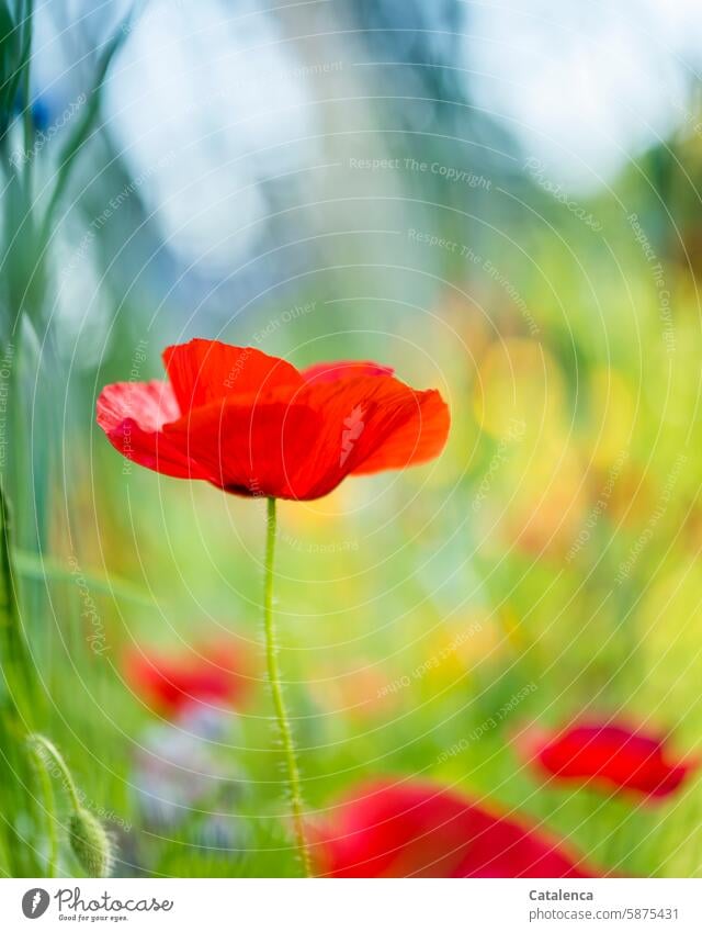 poppy blossom Corn poppy Plant Poppy Flower Nature petals Blossom flora Garden Day daylight fade Season bleed to death wither fragrances flowers Blossoming