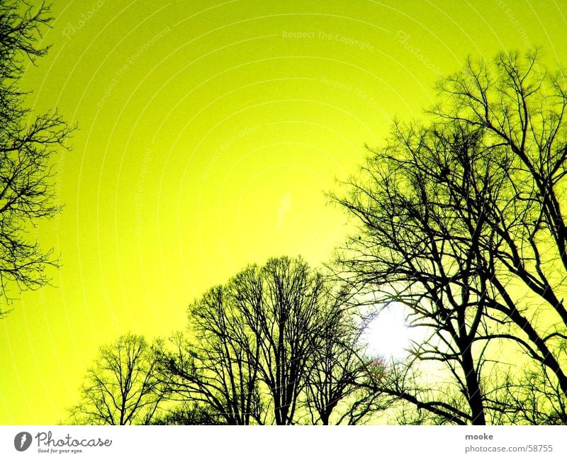 Yellow Sky Tree Black Sun