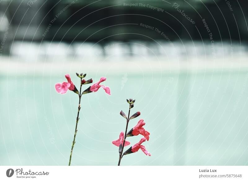 Delicate stems with pink flowers in front of a shop window Pink blossoms Stalk stalks Blossom pretty naturally Turquoise Summery