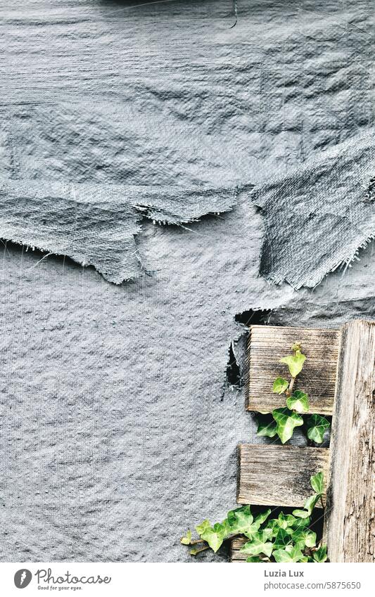 Ivy conquers Euro pallet, protective tarpaulin Sunlight sunny Dark green Green Creeper Growth wax Conquer conquest Wall (building) Whimsical Nature Climber