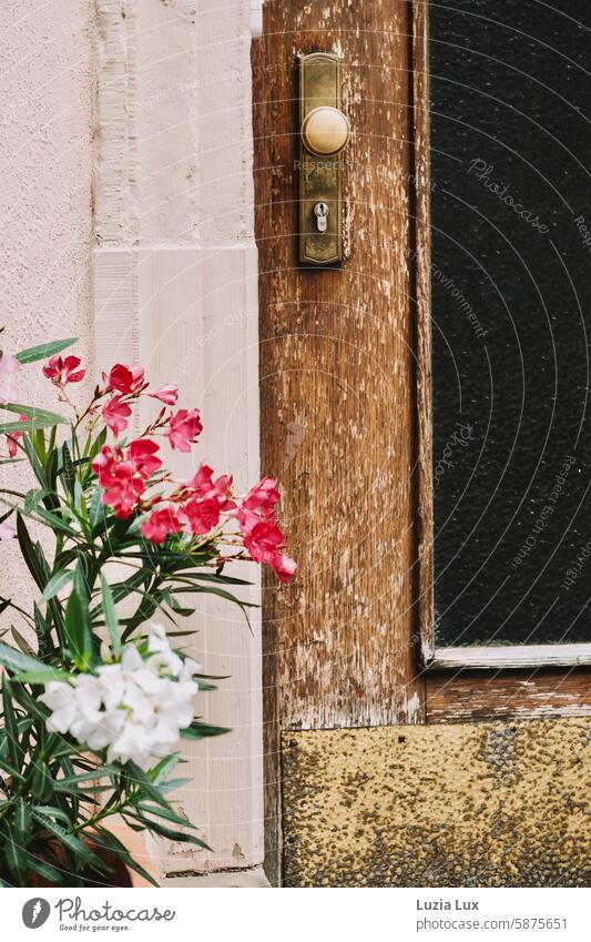 Red and white oleander in front of an old door Oleander White pretty Summer Summery Old Facade blossoms Blossoming Building Town Sunlight