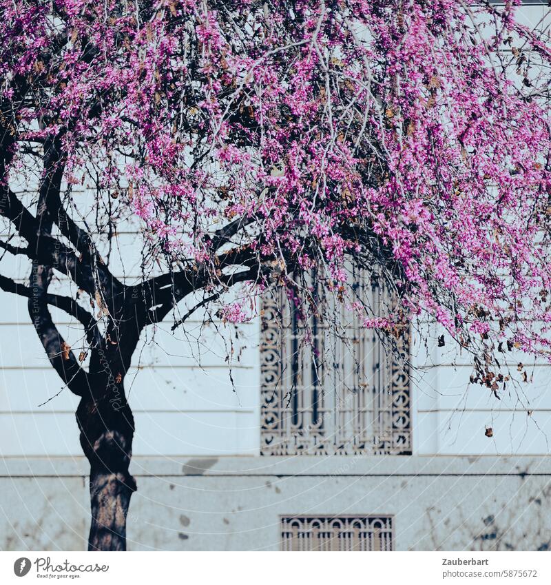 Tree with purple blossoms in front of historic façade with window grilles in the sunlight Sun Sunlight Grating Facade Historic bangs Light Shadow Contrast