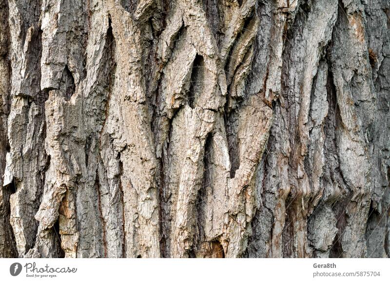 old tree trunk close up abstract backdrop background bark blank brown closeup detail detailed environment forest gray grunge line macro material natural nature