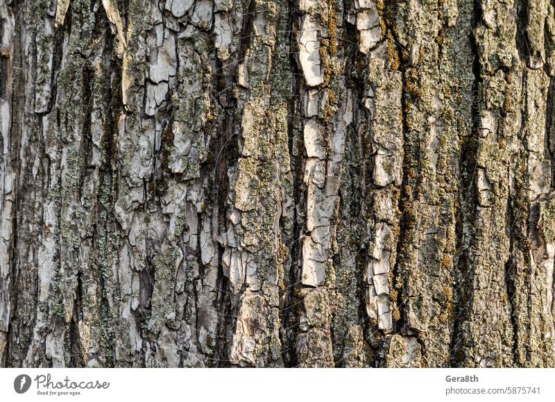 tree bark pattern in detail close up abstract background background tree blank brown closeup colored forest gray green material natural natural tree nature old